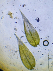 Cirriphyllum crassinervium