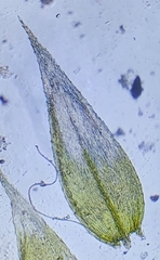 Cirriphyllum crassinervium