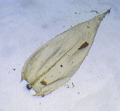 Cirriphyllum crassinervium