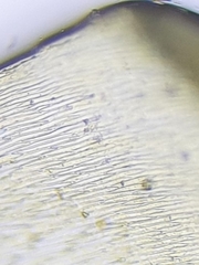 Cirriphyllum crassinervium