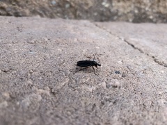 Bibio femoratus