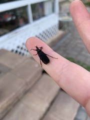 Bibio femoratus