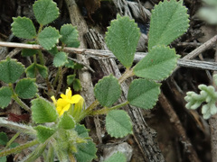 Medicago minima