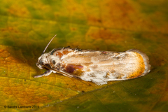 Antaeotricha
