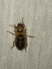 Bradybaenus opulentus