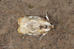 Antaeotricha
