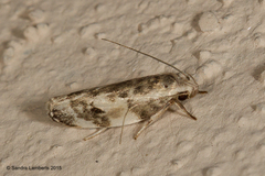 Antaeotricha