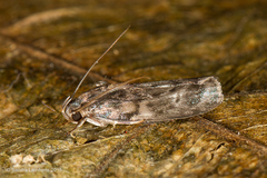 Antaeotricha