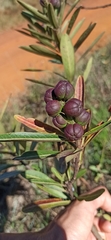 Sapium haematospermum