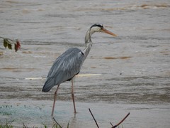 Ardea cinerea