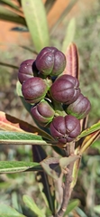 Sapium haematospermum