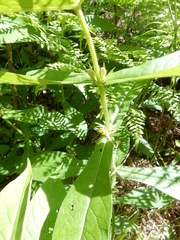 Triosteum angustifolium