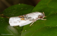 Antaeotricha