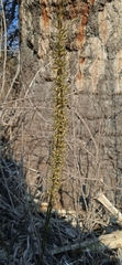 Mesadenus polyanthus