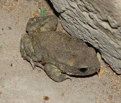 Duttaphrynus stomaticus