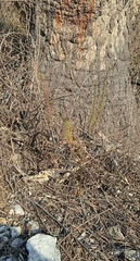 Mesadenus polyanthus