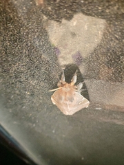 Ormiscodes cinnamomea