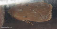 Antaeotricha