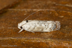 Antaeotricha