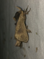 Lebedodes rufithorax