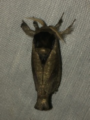 Lebedodes rufithorax