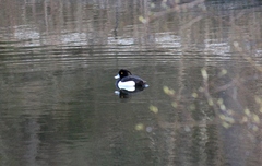 Aythya fuligula