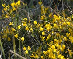 Cytisus pseudoprocumbens