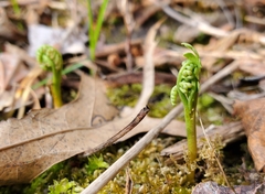 Botrychium matricariifolium
