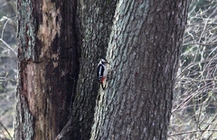 Dendrocopos major