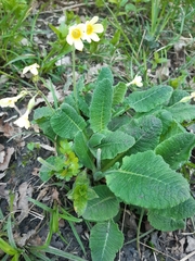 Primula elatior