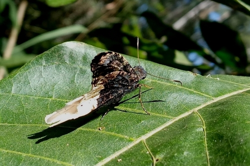 Typhedanus crameri