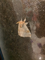 Ormiscodes cinnamomea