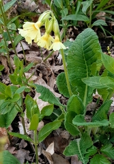 Primula elatior