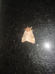 Ormiscodes cinnamomea