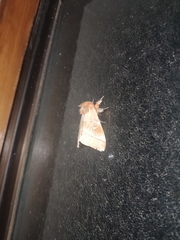 Ormiscodes cinnamomea