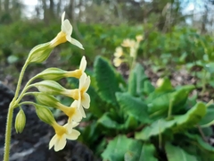 Primula elatior
