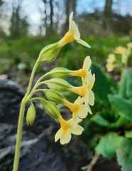Primula elatior