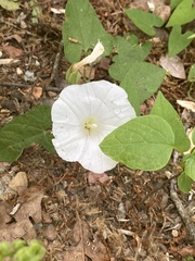Calystegia catesbeiana