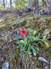 Silene virginica
