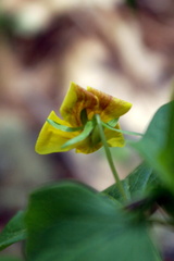 Viola lobata integrifolia