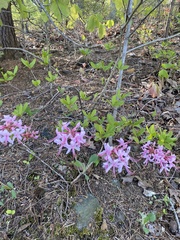 Silene virginica