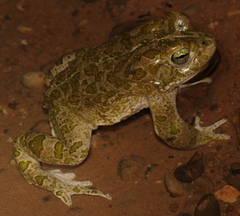 Bufotes boulengeri