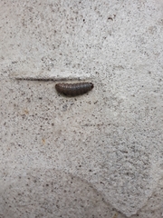 Lepidoptera