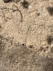 Sminthurinus henshawi