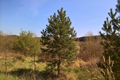 Pinus sylvestris sylvestris