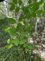 Diospyros virginiana