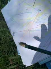 Chrysochroinae