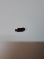 Elateridae