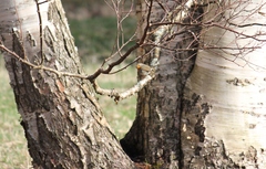 Erithacus rubecula
