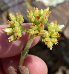Crassula mesembryanthoides
